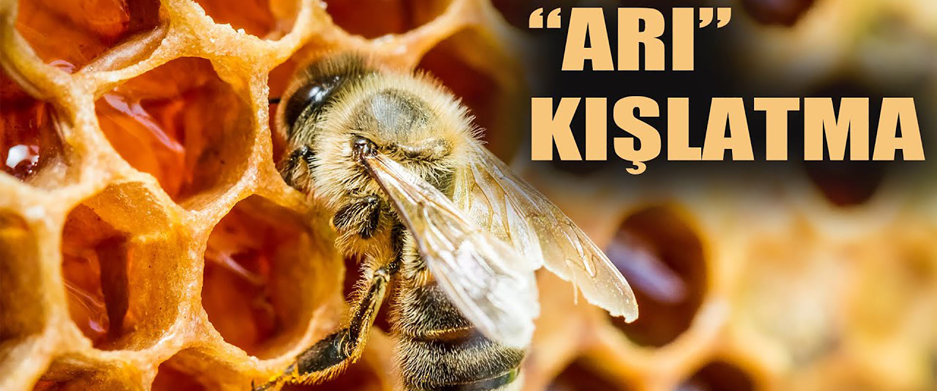 Arı Kovanı Kışlatma