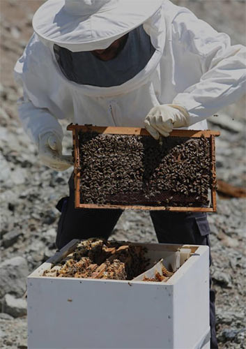 Varroa Paraziti